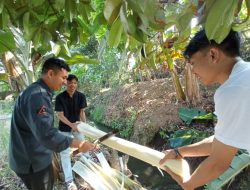 KKN UNU NTB Akan Memproduksi Keripik Bonggol Pisang di Desa Gontoran Kecamatan Lingsar Lobar