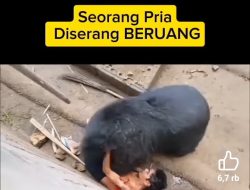 Video Viral! Seorang Pria Di Terkam Beruang, Ini yang Terjadi