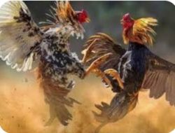 ASTAGA! Dicopot Kapolsek, Kasat Intel dan Kasat Reskrim Gegara Terlibat Judi Sabung Ayam